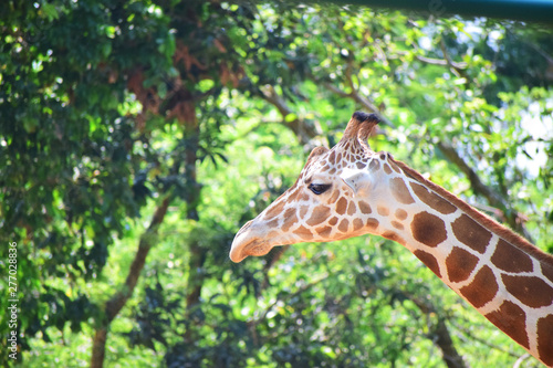 Photography Big giraffe face green background