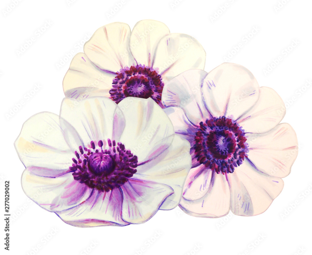 Three beautiful white anemonies. Bouquet. Floral print. Marker drawing. Watercolor painting. Wedding and birthday composition. Greeting card. Flower painted background Hand drawn illustration. Three beautiful white anemonies. Bouquet. Floral print. Marker drawing. Watercolor painting. Wedding and birthday composition. Greeting card. Flower painted background Hand drawn illustration.