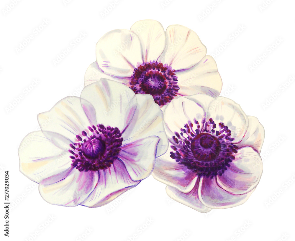 Three beautiful white anemonies. Bouquet. Floral print. Marker drawing. Watercolor painting. Wedding and birthday composition. Greeting card. Flower painted background Hand drawn illustration. Three beautiful white anemonies. Bouquet. Floral print. Marker drawing. Watercolor painting. Wedding and birthday composition. Greeting card. Flower painted background Hand drawn illustration.
