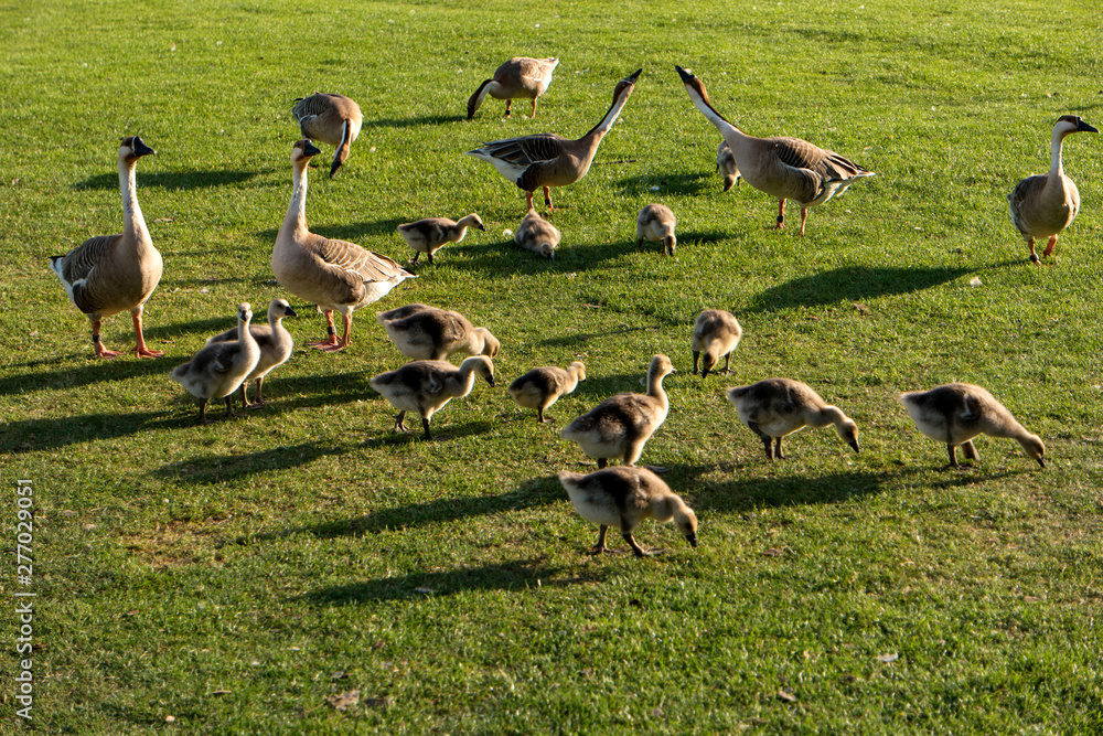 Swan geese Anser cygnoides in Heidelberg near the Neckar meadow in Germany Swan geese Anser cygnoides in Heidelberg near the Neckar meadow in Germany