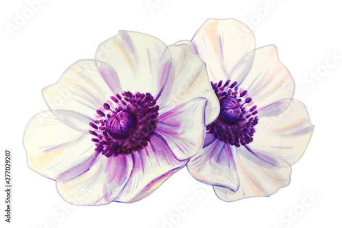 Two beautiful white anemonies. Bouquet of flowers. Floral print. Marker drawing. Watercolor painting. Wedding and birthday composition. Greeting card. Flower painted background Hand drawn illustration