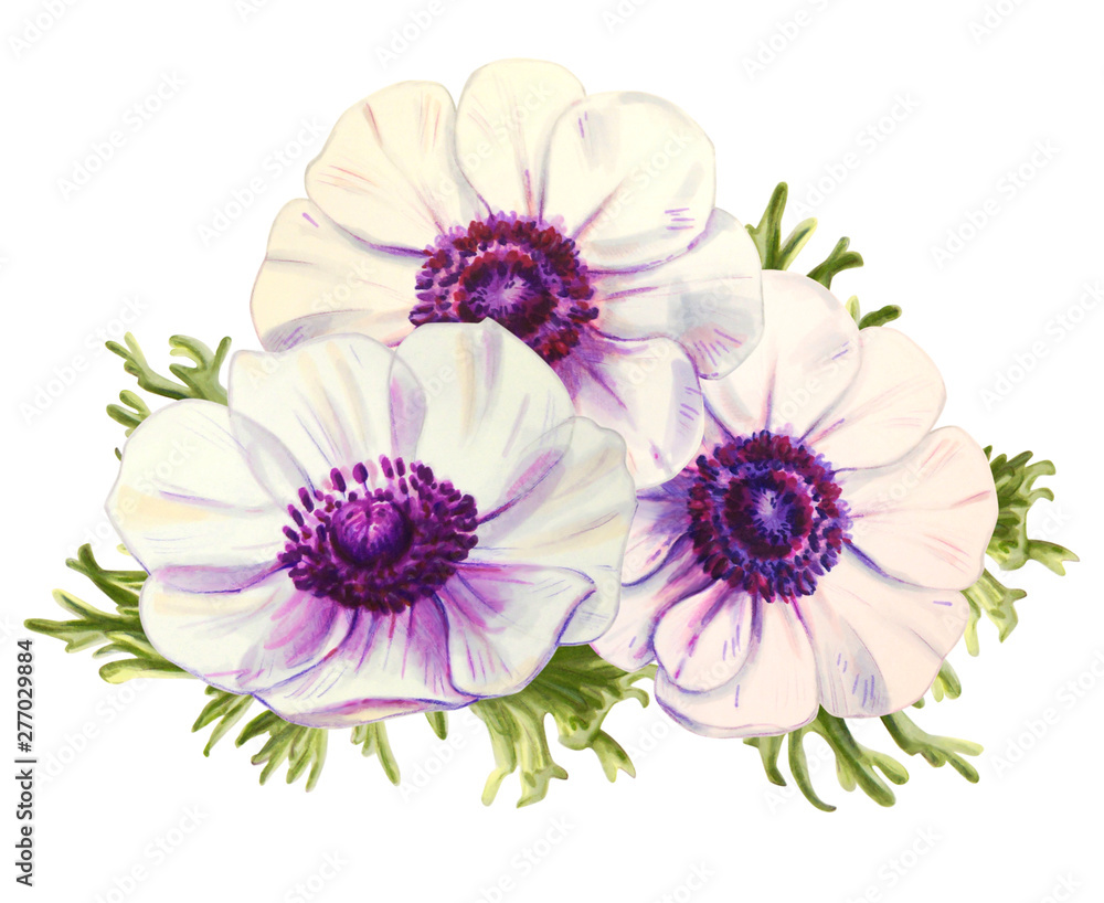 Three beautiful white anemonies. Bouquet. Floral print. Marker drawing. Watercolor painting. Wedding and birthday composition. Greeting card. Flower painted background Hand drawn illustration. Three beautiful white anemonies. Bouquet. Floral print. Marker drawing. Watercolor painting. Wedding and birthday composition. Greeting card. Flower painted background Hand drawn illustration.