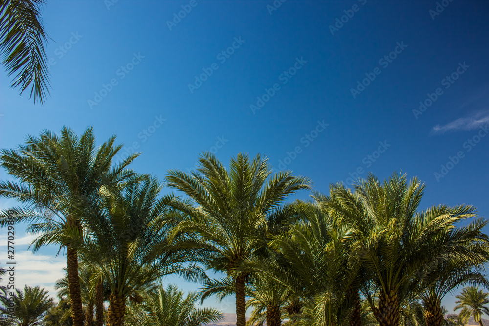 palm trees plantation tropic park scenery landscape on vivid blue sky background