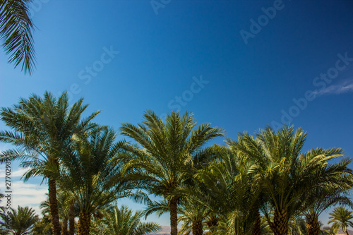 palm trees plantation tropic park scenery landscape on vivid blue sky background