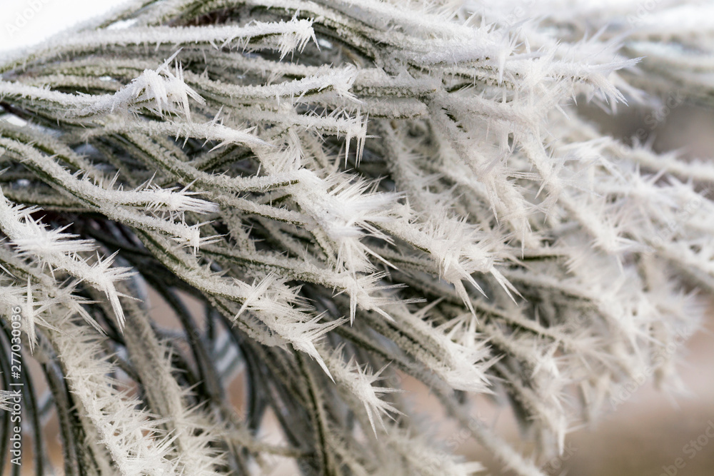 pine trees in winter pine trees in winter
