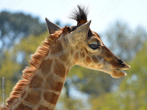 Portrait of young giraffe (Giraffa camelopardalis) seen from profile
