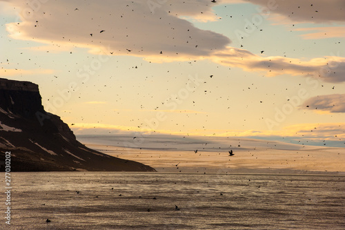 Vor derr nacht - Abendlicher Vogelflug, Spitzbergen an dessen Steilküste Millionen von Vögeln nisten photo