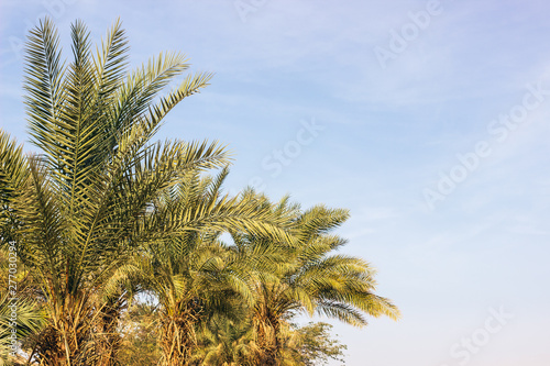 palm tree green branches and leaves on soft blue empty sky background with copy space for text