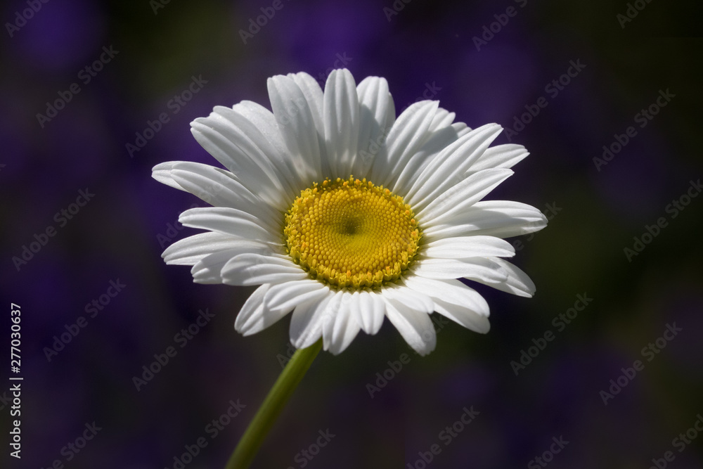 Isolated pure white daisy flower with blue iris background