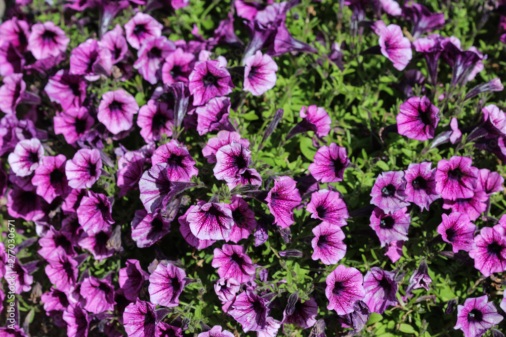 Garden petunia hybrid (Petunia × atkinsiana) in garden, blooming in spring Garden petunia hybrid (Petunia × atkinsiana) in garden, blooming in spring