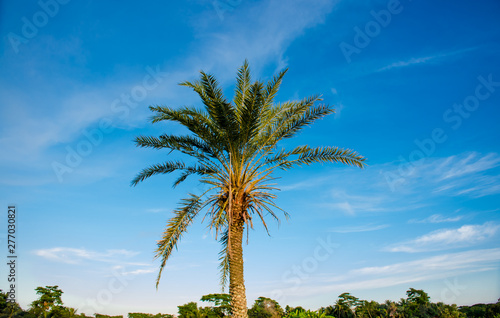  trees on background of blue sky with clouds