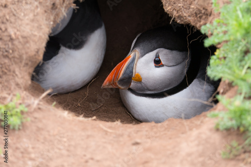 A puffin (fratercula arctica) looks out from is burrow with mate in background slightly hidden - Image