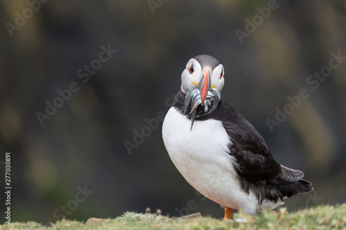 Puffin (Fratercula arctica) with sand eels in beak - Image