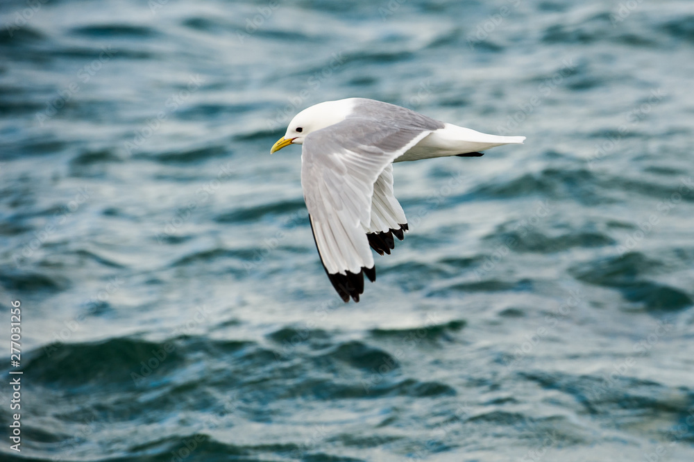 Dreizehenmöve im Flug, Helgoland, wo wieder 7000 bis 7500 Paare ansässig sind.Diese Vögel können ganztägig auf dem Meer schlafen Dreizehenmöve im Flug, Helgoland, wo wieder 7000 bis 7500 Paare ansässig sind.Diese Vögel können ganztägig auf dem Meer schlafen