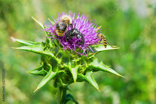 The purple flower is a medicinal plant Silybum marianum with leaves, natural background