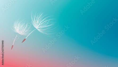 Dandelion seeds flying on blue background vector illustration