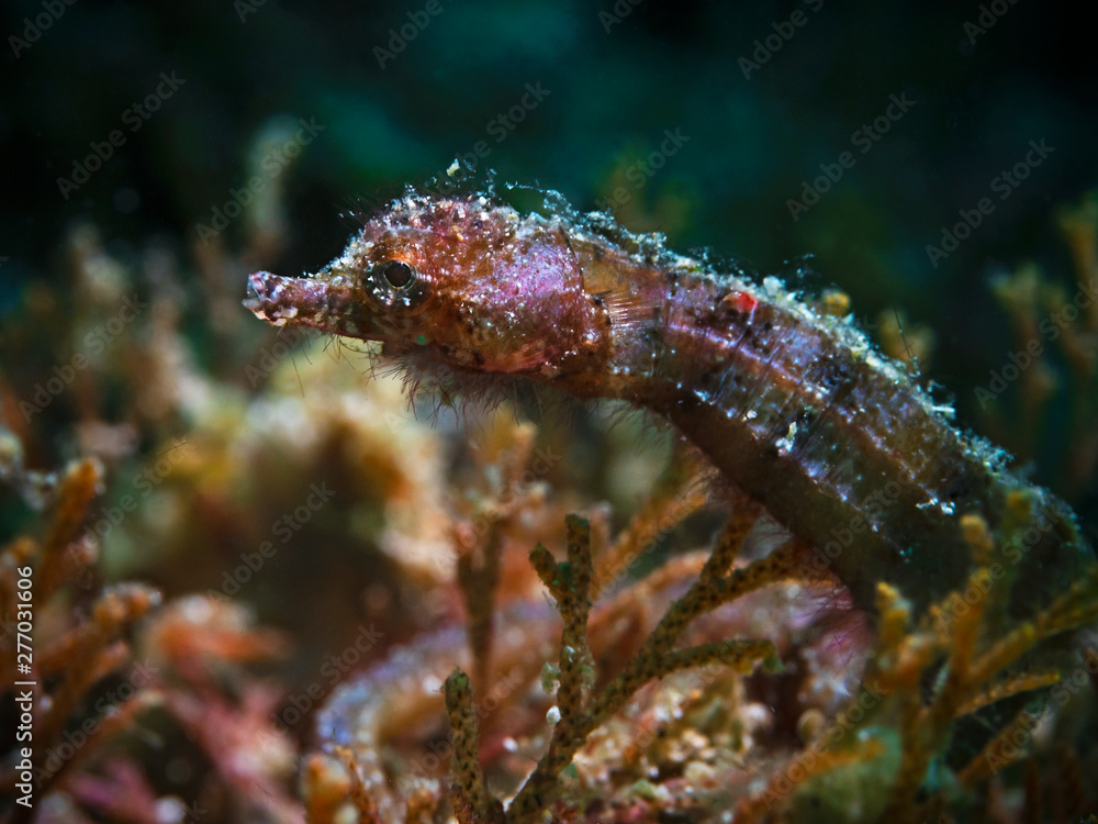 Underwater close-up photography of a pygmy Pipehorse (Pulau Bangka, North Sulawesi/Indonesia) Underwater close-up photography of a pygmy Pipehorse (Pulau Bangka, North Sulawesi/Indonesia)