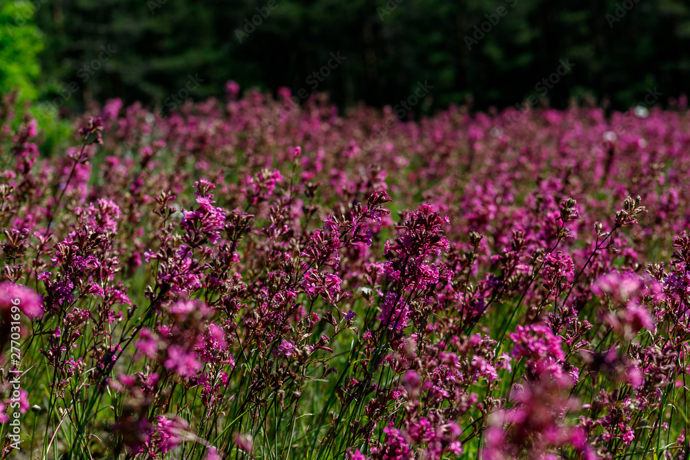 Obraz premium Close-up of the medicinal plant silene yunnanensis called champion with small beautiful purple flowers