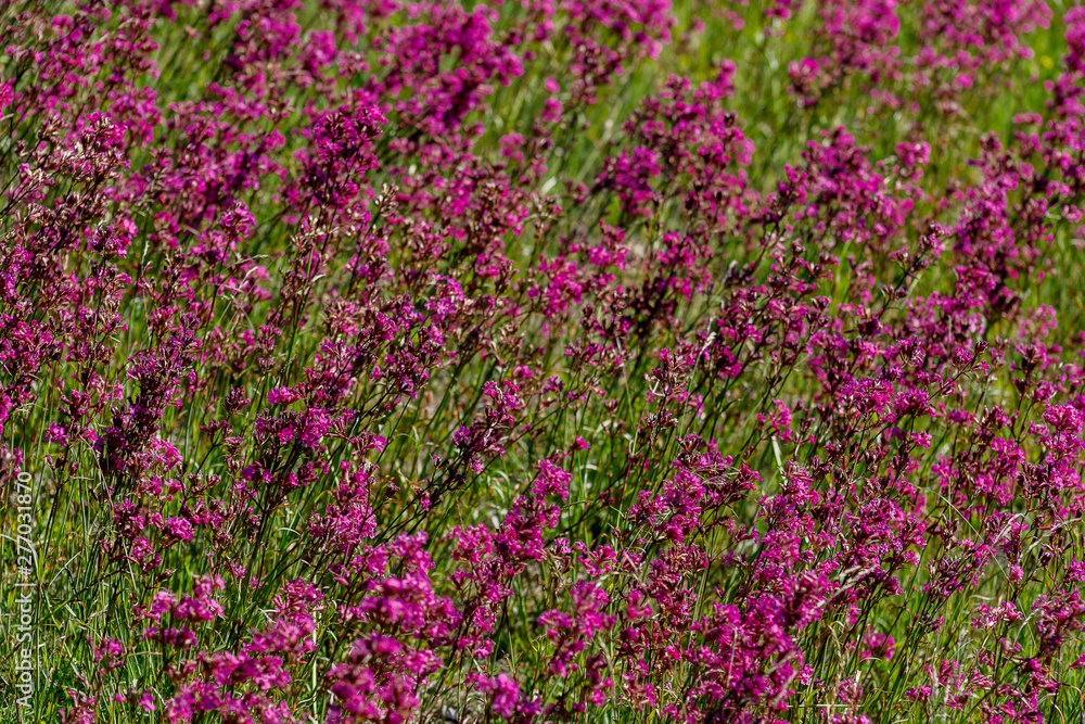 Fototapeta premium Close-up of the medicinal plant silene yunnanensis called champion with small beautiful purple flowers