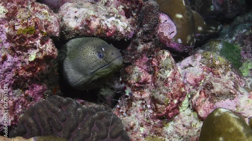 Giant Moray Eel, Gymnothorax javanicus, being cleaned by a Banded coral shrimp, Stenopus hispidus