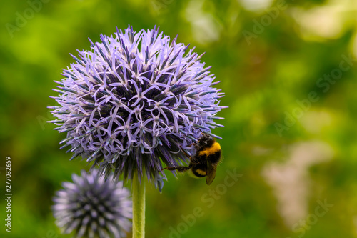 Macro shot of a bumblebee sitting on a lilac blossom.