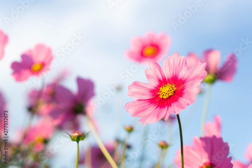 Closeup beautiful pink cosmos flower in the field with sunlight at morning  selective focus