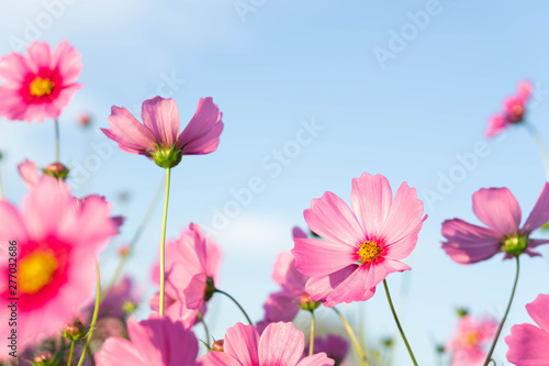 Closeup beautiful pink cosmos flower in the field with sunlight at morning, selective focus © mraoraor
