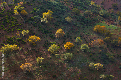 PYRENEAN OAK - ROBLE REBOLLO (Quercus pyrenaica), Ambroz valley, Cáceres, Extremadura, Spain, Europe