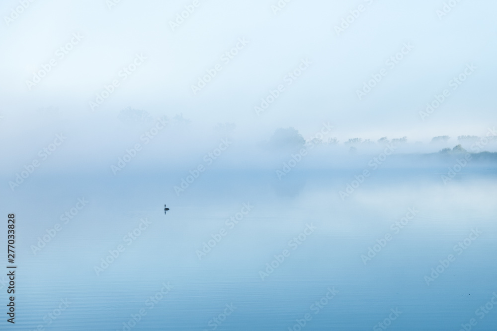 Fog on a lake with a bird
