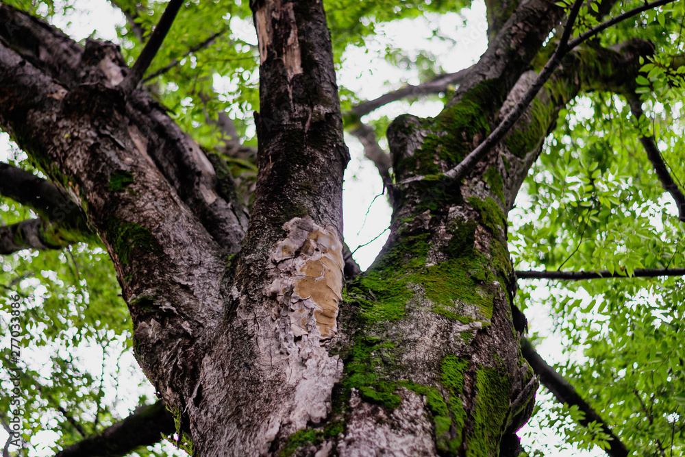 It is a large tree covered with moss. It is a large tree covered with moss.