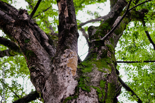 It is a large tree covered with moss.