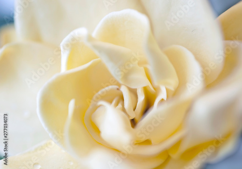 the plant flower white gardenia rose close up