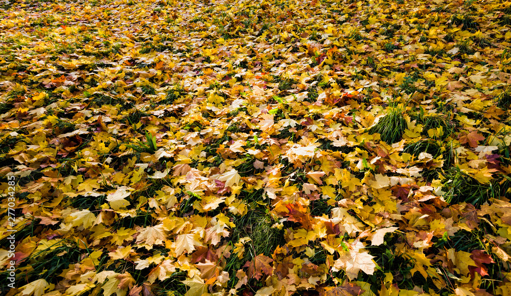 a large yellow leaves