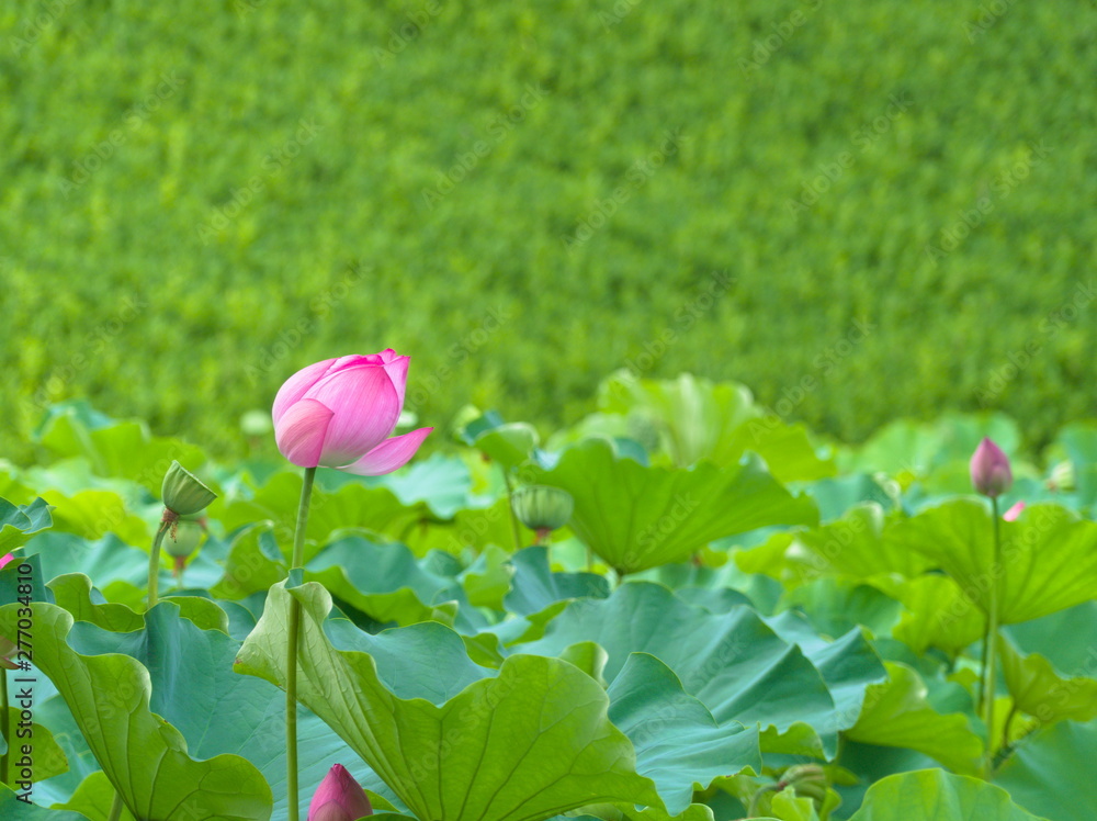 pink lotus flower in the garden