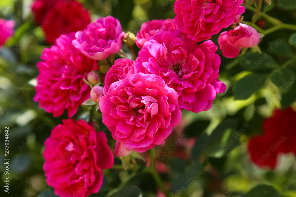 climbing rose in bloom close-up, summer garden
