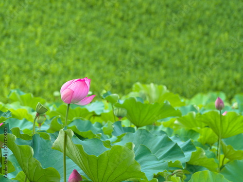Obraz na płótnie pink lotus flower in the garden w salonie