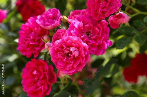 climbing rose in bloom close-up  summer garden
