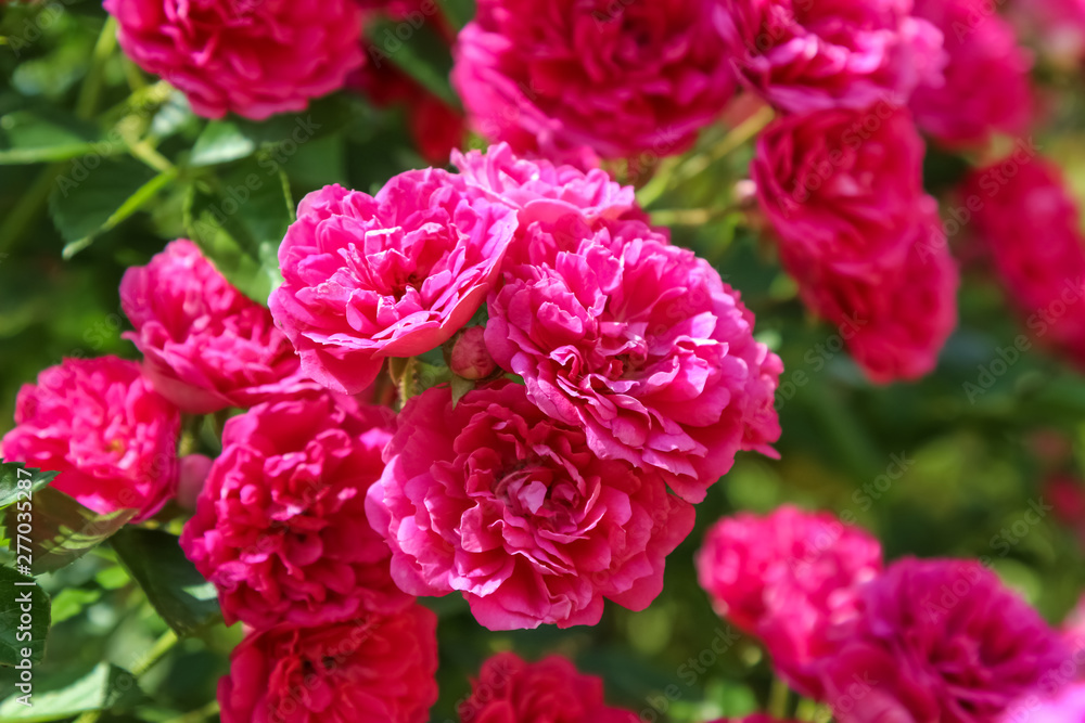 the excelsa rose, bush climbing flower, close up the excelsa rose, bush climbing flower, close up