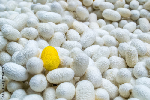 Yellow silk cocoon among white cocoons