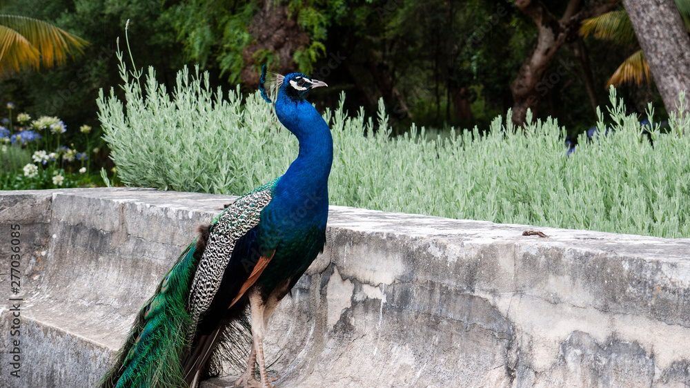 Obraz premium Beautiful male peacock with a long tail sitting on a stone wall in a tropical garden.