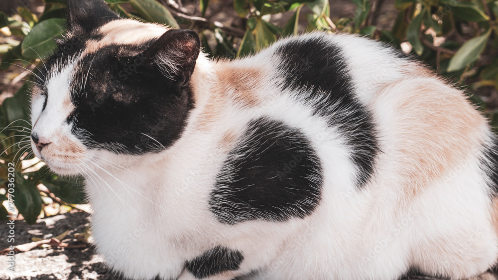 One tortoise shell stray cat sleeping in the shadow of a bush. One tortoise shell stray cat sleeping in the shadow of a bush.