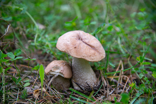 Ripe mushrooms in the forest, Elbrus region