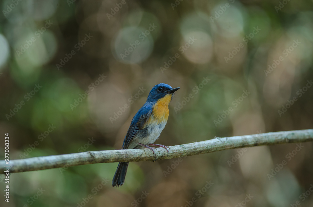 Tickell's blue-flycatcher perching on a branch Tickell's blue-flycatcher perching on a branch