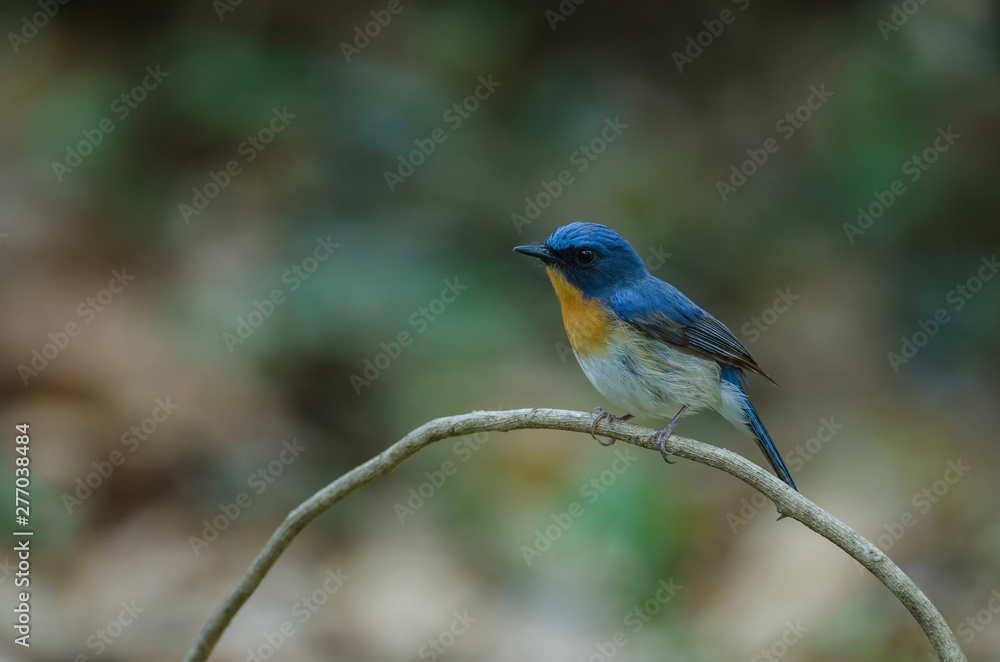 Obraz premium Tickell's blue-flycatcher perching on a branch