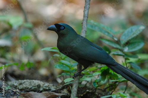 Racket-tailed Treepie.(Crypsirina temia) photo