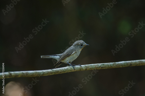 Red-throated Flycatcher (Ficedula albicilla)