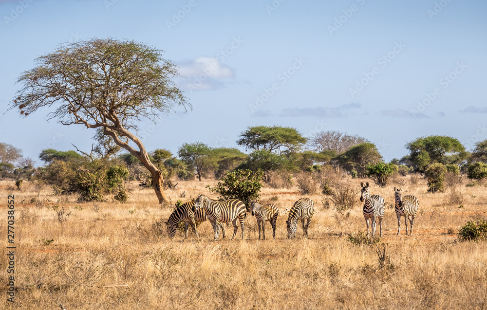 Obraz premium African zebras in Kenya