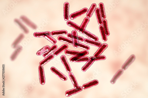 Probiotic bacteria Bacillus clausii, 3D illustration. B. clausii is a rod-shaped Gram-positive aerobic bacterium used to restore microflora of intestine photo