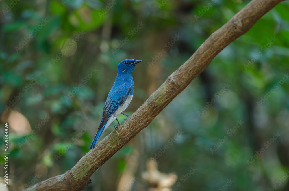 Zappey's flycatcher (Cyanoptila cumatilis) Zappey's flycatcher (Cyanoptila cumatilis)