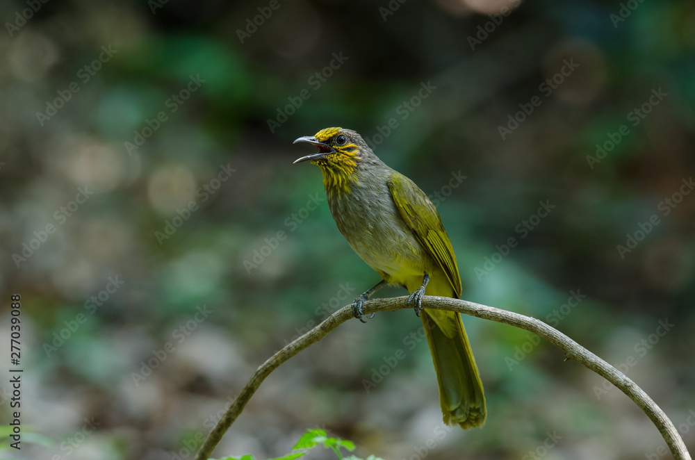 Stripe-throated Bulbul on a branch Stripe-throated Bulbul on a branch